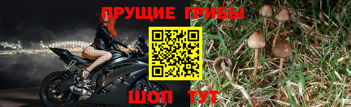 Сафоново  Галлюциногенные грибы Psilocybe  Вход с VPN 