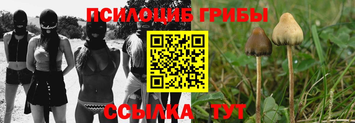 Псилоцибиновые грибы Psilocybine cubensis Сафоново